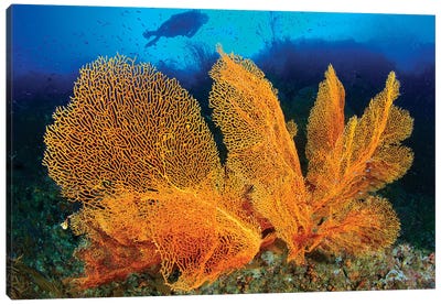 A Diver Looks At Large Gorgonian Sea Fans, Solomon Islands Canvas Art Print
