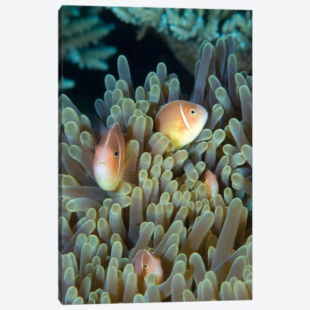 A Family Of Pink Anemonefish In Anemone, Papua New Guinea Canvas Print #TRK2127} by Steve Jones Canvas Art