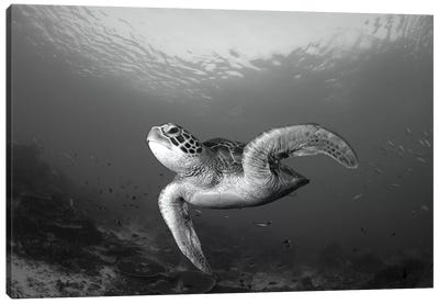 A Green Turtle Swimming In Komodo National Park, Indonesia Canvas Art Print