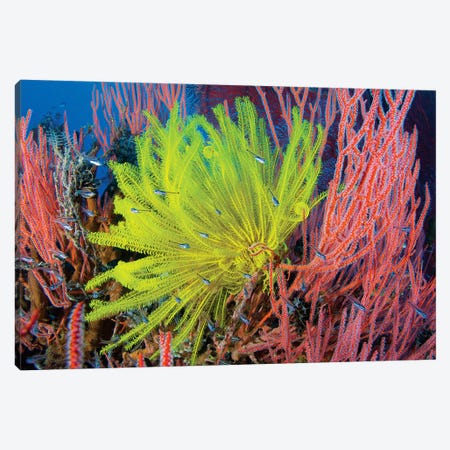A Yellow Crinoid Feather Star Against Red Fan Coral, Papua New Guinea Canvas Print #TRK2130} by Steve Jones Canvas Wall Art
