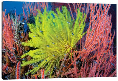 A Yellow Crinoid Feather Star Against Red Fan Coral, Papua New Guinea Canvas Art Print