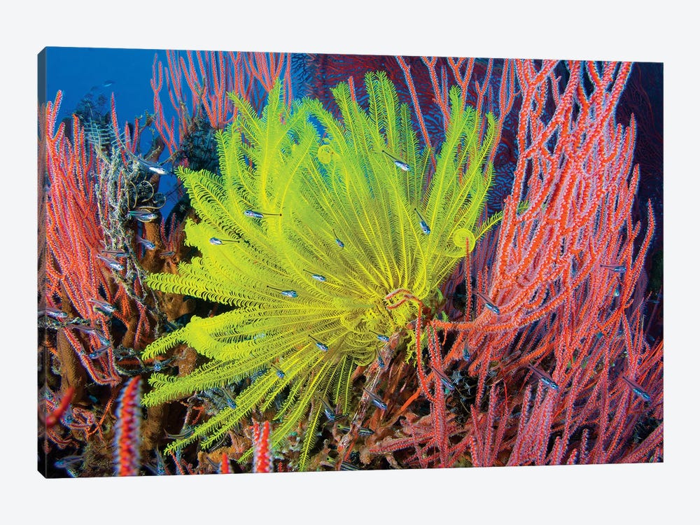 A Yellow Crinoid Feather Star Against Red Fan Coral, Papua New Guinea 1-piece Canvas Print