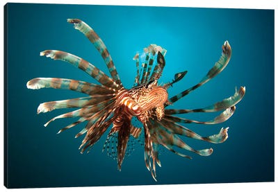Close-Up View Of A Lionfish Gorontalo, Indonesia Canvas Art Print