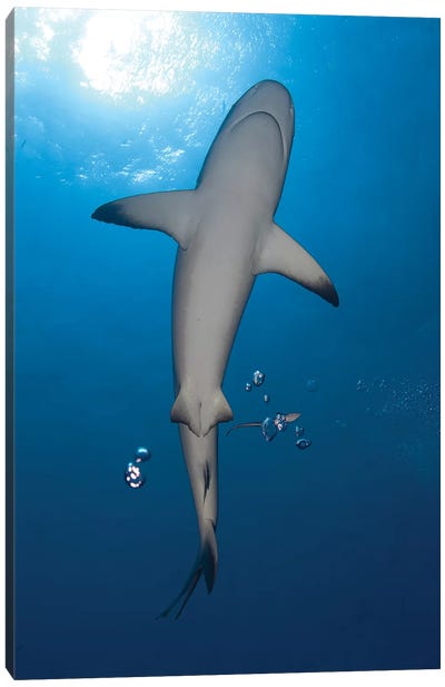 Gray Reef Shark With Remora, Papua New Guinea Canvas Art Print