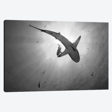 Gray Reef Shark, Kimbe Bay, Papua New Guinea Canvas Print #TRK2137} by Steve Jones Canvas Print