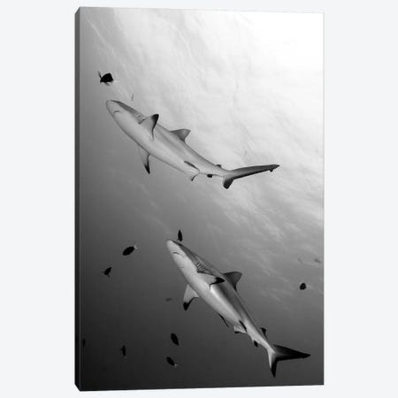 Gray Reef Sharks Papua New Guinea Canvas Print #TRK2138} by Steve Jones Canvas Artwork