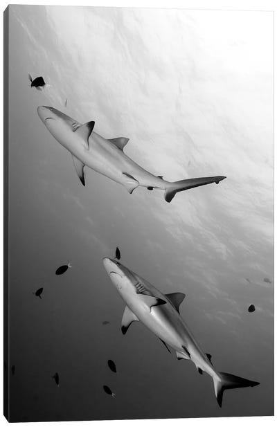 Gray Reef Sharks Papua New Guinea Canvas Art Print