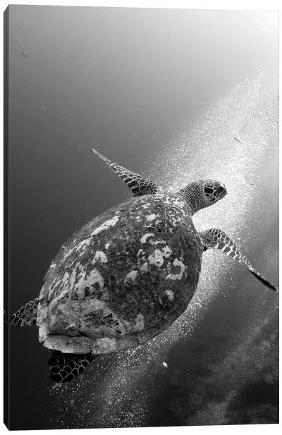 Hawksbill Turtle Ascending Against A Colony Of Bubbles Canvas Art Print