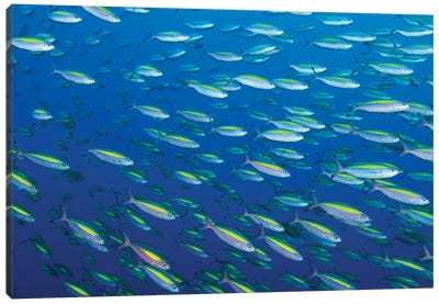 School Of Wide-Band Fusilier Fish, Papua New Guinea Canvas Art Print