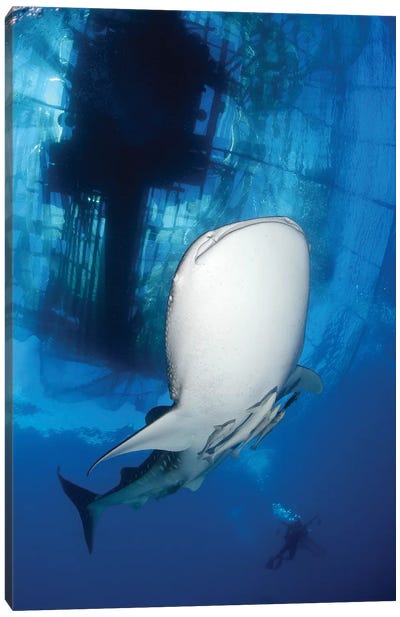 Whale Shark Feeding Under Fishing Platform, West Papua I Canvas Art Print