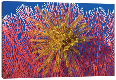 Yellow Feather Star On Red Sea Fan, Papua New Guinea Canvas Art Print