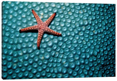 A Fromia Species Sea Star Grazing On A Sponge In The Indo-Pacific Ocean Canvas Art Print