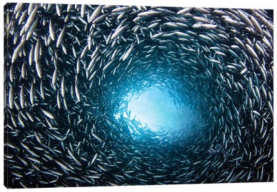 A School Of Black Striped Salema Fish, Endemic To Galapagos Islands, Ecuador Canvas Art Print