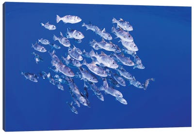 A School Of Spotted Oceanic Triggerfish Swimming In The Open Ocean Of Hawaii Canvas Art Print