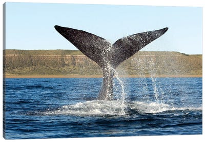 A Southern Right Whale Raises Its Tail Above The Surface Of The Sea, Argentina Canvas Art Print