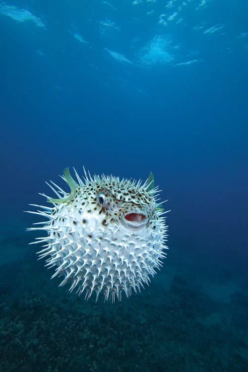 A Spotted Porcupinefish (Diodon Hystrix), Maui, Hawaii