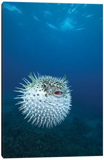 A Spotted Porcupinefish (Diodon Hystrix), Maui, Hawaii Canvas Art Print
