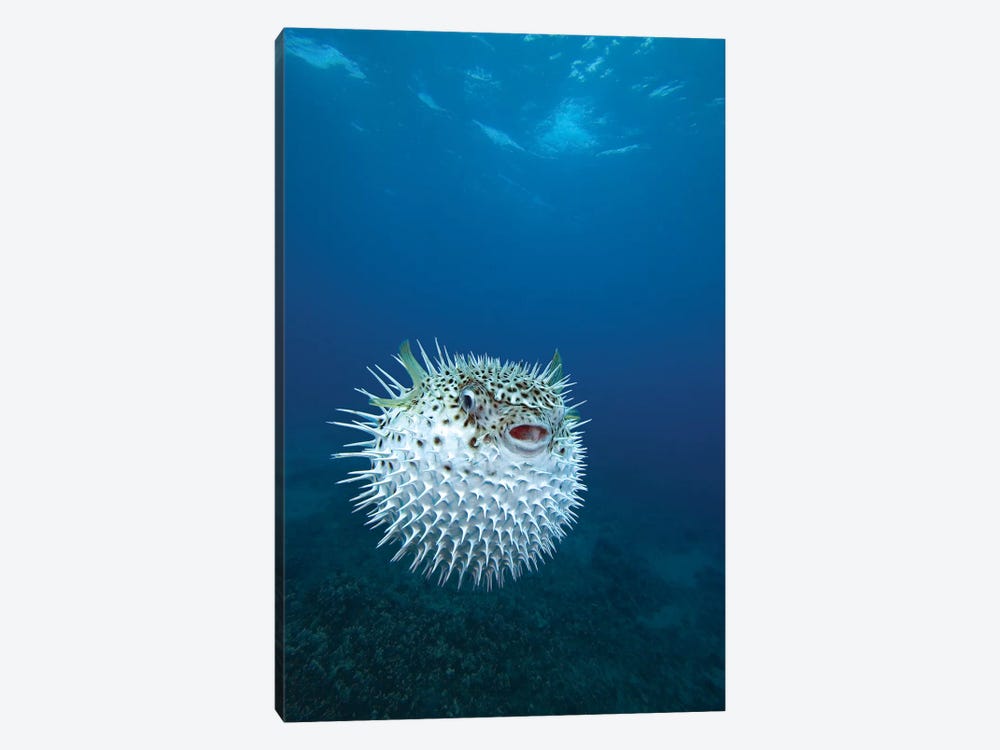 A Spotted Porcupinefish (Diodon Hystrix), Maui, Hawaii by VWPics 1-piece Canvas Print