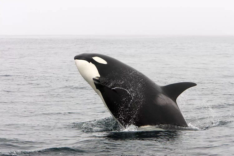 A Transient Killer Whale Breaching, Monterey Bay, California