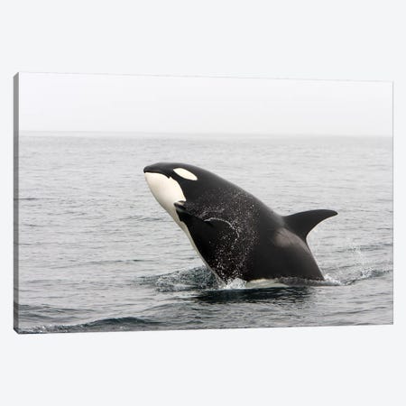 A Transient Killer Whale Breaching, Monterey Bay, California Canvas Print #TRK2157} by VWPics Canvas Print