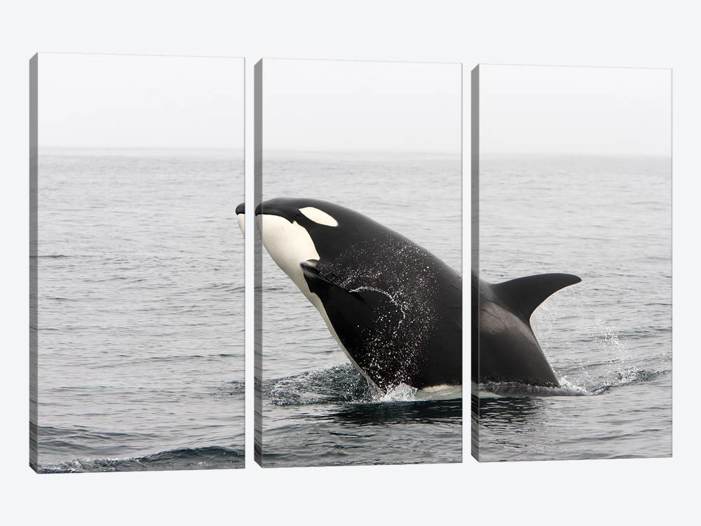 A Transient Killer Whale Breaching, Monterey Bay, California by VWPics 3-piece Canvas Art