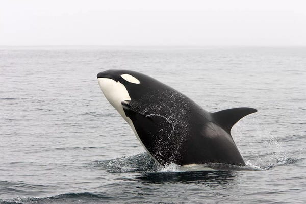 Orcas: A Transient Killer Whale Breaching, Monterey Bay, California by VWPics