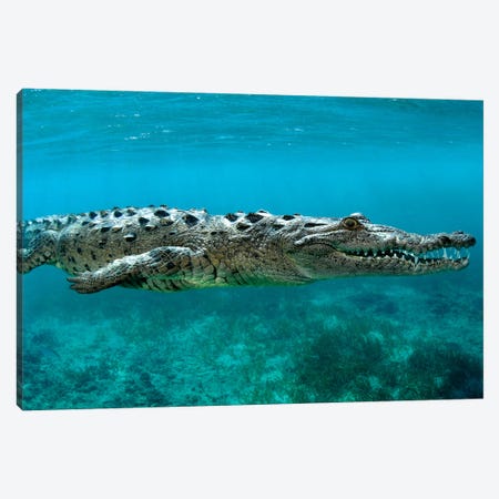 American Crocodile (Crocodylus Acutus) At Jardines De La Reina In Cuba Canvas Print #TRK2158} by VWPics Canvas Art