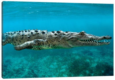 American Crocodile (Crocodylus Acutus) At Jardines De La Reina In Cuba Canvas Art Print