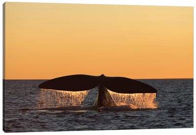 An Adult Southern Right Whale Breaching The Waters Off Argentina Canvas Art Print