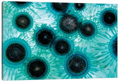 Blue Button (Porpita Porpita), A Floating Hydroid That Feeds On Plankton Canvas Art Print