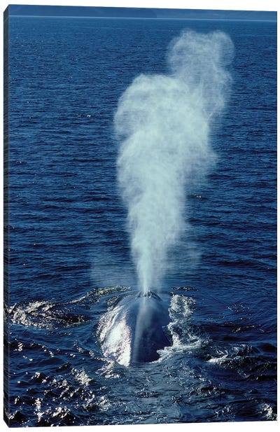 Blue Whale Photographed In The Gulf Of California, Mexico Canvas Art Print