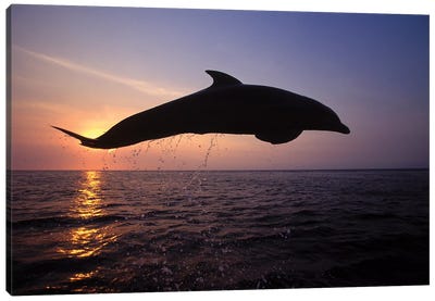 Bottlenose Dolphin In The Caribbean, Off Roatan Island, Honduras I Canvas Art Print