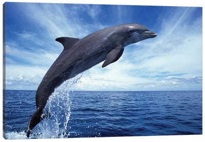 Bottlenose Dolphin In The Caribbean, Off Roatan Island, Honduras II Canvas Art Print