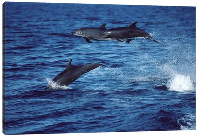 Bottlenose Dolphins In The Gulf Of California, Mexico Canvas Art Print