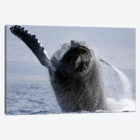 Breaching Humpback Whale, Megaptera Novaeangliae, Hawaii I Canvas Print #TRK2167} by VWPics Canvas Artwork