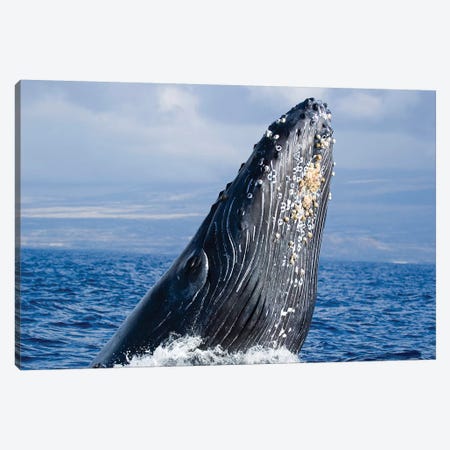 Breaching Humpback Whale, Megaptera Novaeangliae, Hawaii II Canvas Print #TRK2168} by VWPics Canvas Print