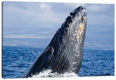 Breaching Humpback Whale, Megaptera Novaeangliae, Hawaii II Canvas Art Print