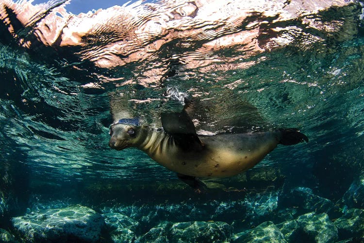 California Sea Lion Playing At Surface Near La Paz, Baja California Sur I