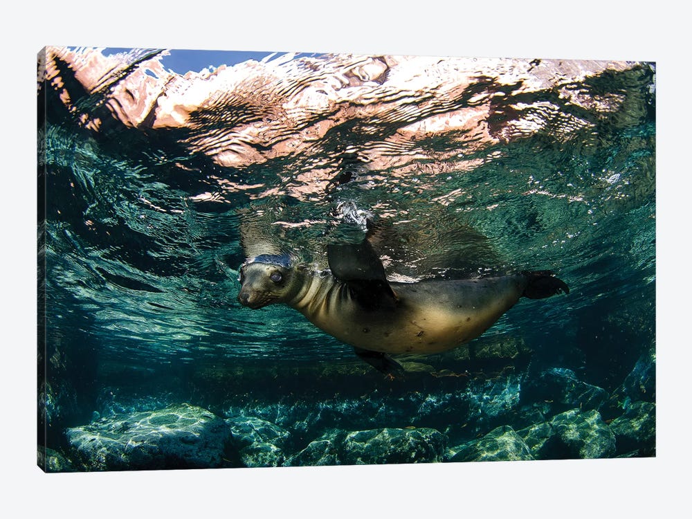 California Sea Lion Playing At Surface Near La Paz, Baja California Sur I by VWPics 1-piece Canvas Print