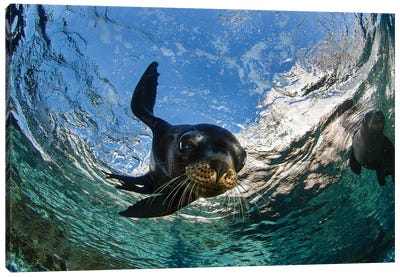 California Sea Lion Playing At Surface Near La Paz, Baja California Sur II Canvas Art Print - Stocktrek Images