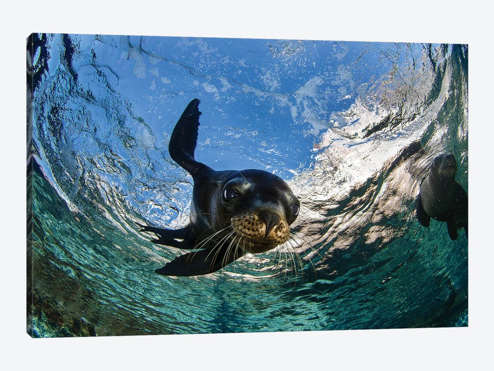 California Sea Lion Playing At Surface Near La Paz, Baja California Sur II by VWPics 1-piece Art Print
