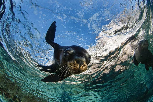 Seals & Sea Lions: California Sea Lion Playing At Surface Near La Paz, Baja California Sur II by VWPics