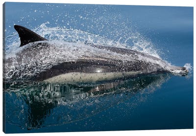 Common Dolphin (Delphinus Delphis) Jumping Out Of The Water Canvas Art Print