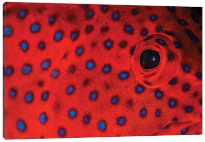 Coral Grouper Eye Detail Canvas Art Print