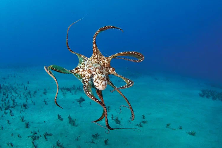 Day Octopus (Octopus Cyanea), Hawaii