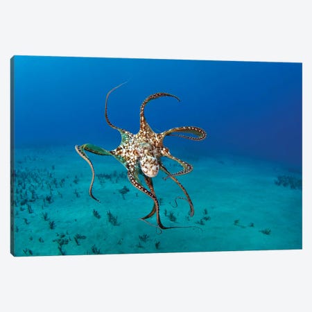 Day Octopus (Octopus Cyanea), Hawaii Canvas Print #TRK2174} by VWPics Canvas Print