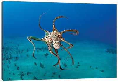 Day Octopus (Octopus Cyanea), Hawaii Canvas Art Print