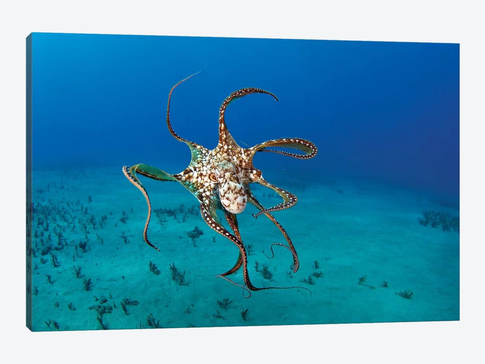 Day Octopus (Octopus Cyanea), Hawaii by VWPics 1-piece Art Print