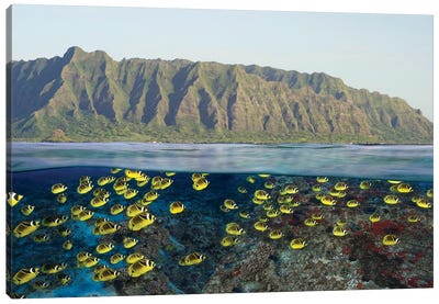 Digital Split Image Of Schooling Raccoon Butterflyfish Off Oahu, Hawaii Canvas Art Print