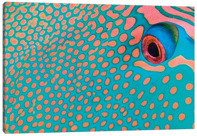 Extreme Close-Up Of The Pattern On A Bicolor Parrotfish, Indonesia Canvas Art Print